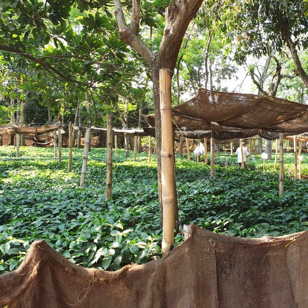 EL SALVADOR FINCA LOS BALCANES BIO ESPRESSO