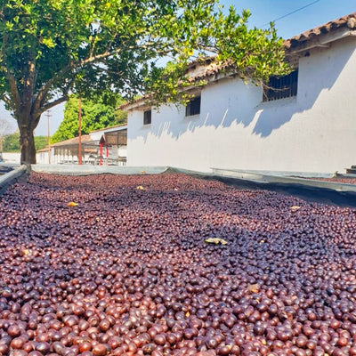 EL SALVADOR FINCA LOS BALCANES ORGANIC ESPRESSO