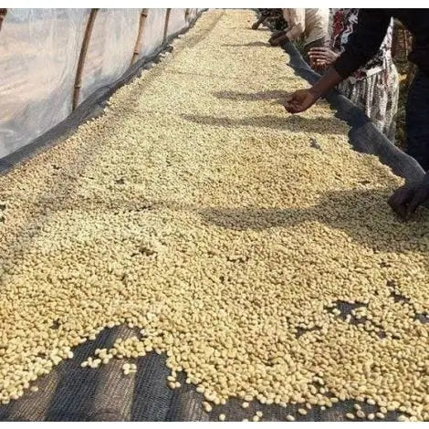 ETHIOPIA SIDAMO FILTER