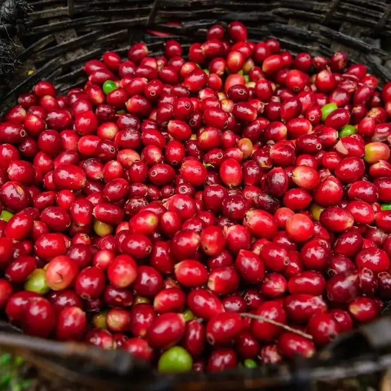 ETHIOPIA SIDAMO  ESPRESSO