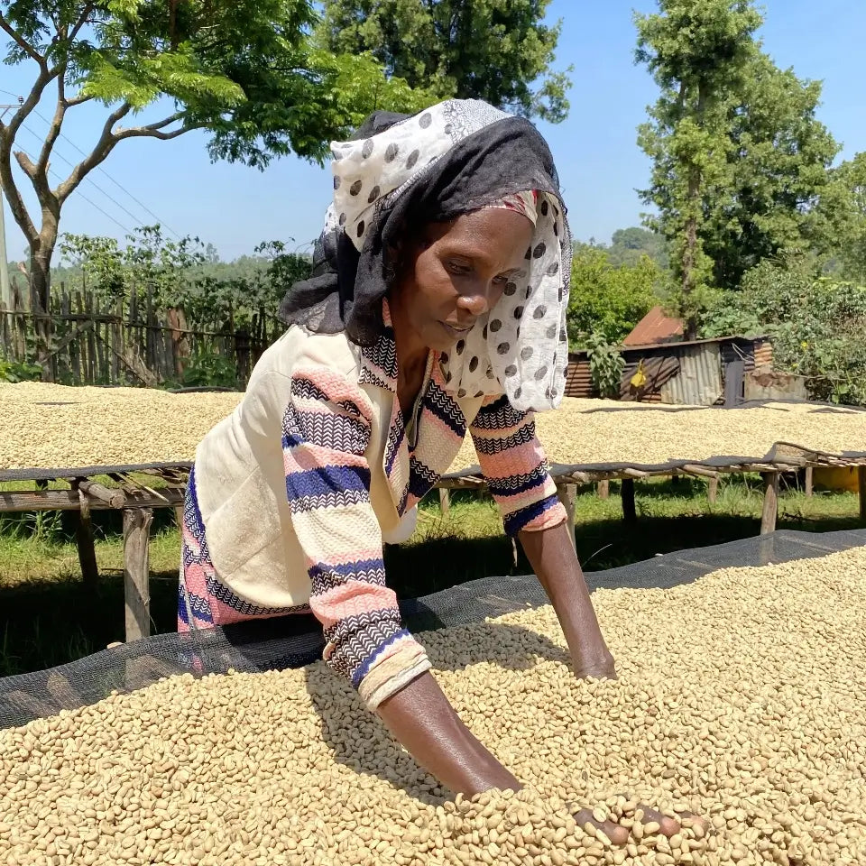 ETHIOPIA SIDAMO FILTER