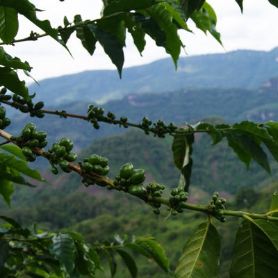 MEXICO FINCA EL FLAMINGO ORGANIC ESPRESSO