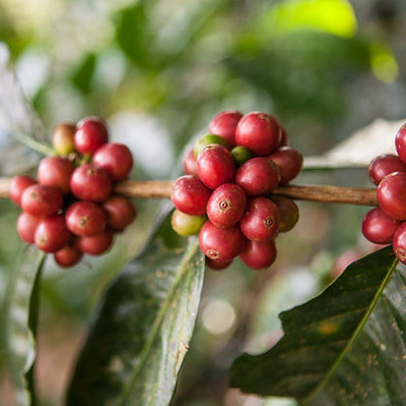 PAPUA NEW GUINEA SIGRI PLANTATION FILTER