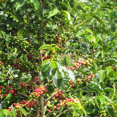 PAPUA NEW GUINEA SIGRI PLANTATION ESPRESSO