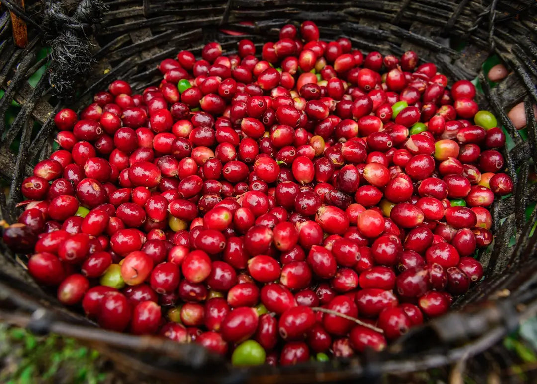 ETHIOPIA SIDAMO FILTER
